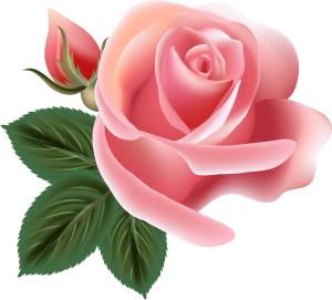 a beautiful pink rose